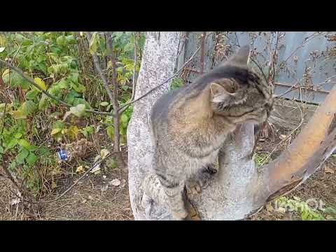 Видео: Прибираю на городі. Посадка полуниці під агроволокно.