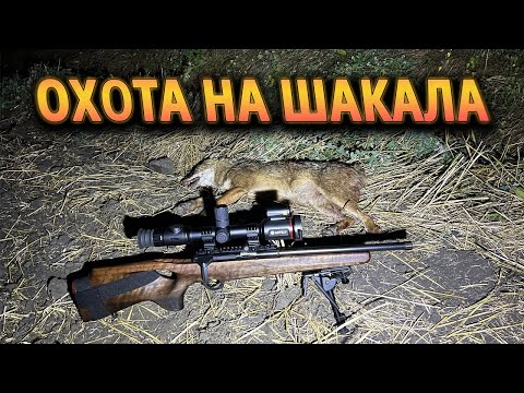 Видео: Ночная охота на шакала с тепловизионным прицелом Artelv Atomos 2.9x 50мм 640x512 LRF