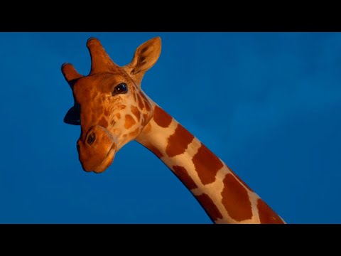 Видео: не верьте этому жирафу, он мутант! (ZOOCHOSIS)