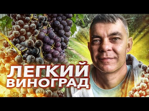Видео: СОБЛЮДАЙТЕ ЭТИ ПРАВИЛА И БУДЕТЕ ВСЕГДА С ВИНОГРАДОМ