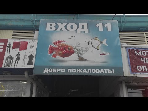 Видео: Прогулка по птичьему рынку 15.01.2023 Москва Садовод