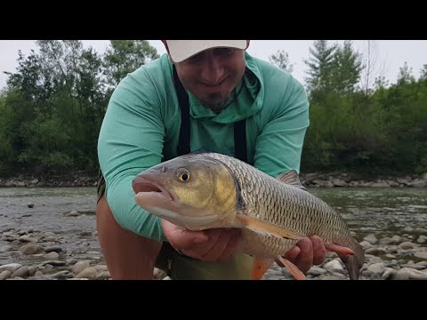 Видео: Голавль 1.6 кг. Трофейна Рибалка на р. Прут