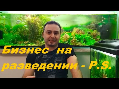 Видео: Разведение аквариумных рыбок как бизнес. Постскриптум.