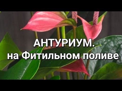 Видео: Антуриум , грунт , фитильный полив