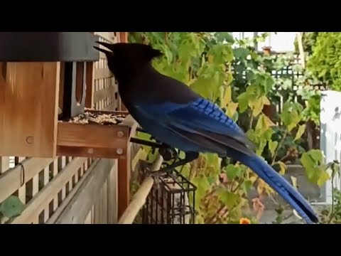 Видео: 📺 Годівниця онлайн 🐦🐿️ #bird #feeding #online #cam #wildlife_of
