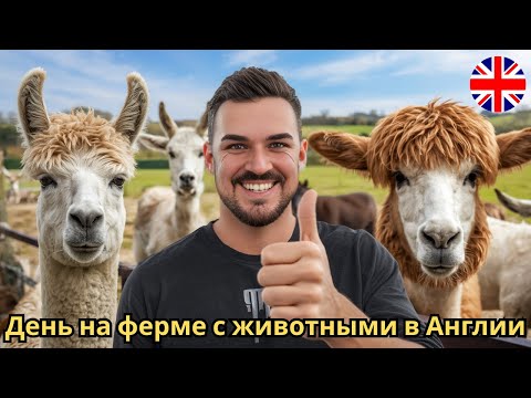 Видео: Самая добрая ферма в Англии! Bluebell Dairy Farm 🐄