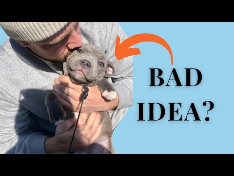 Видео: НЕ заводите стаффордширского бультерьера, если только...