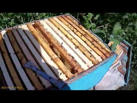 Видео: Пчелопакеты из узбекистана спустя два месяца .