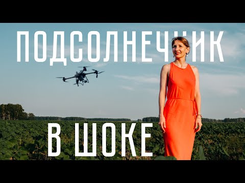 Видео: ПОДСОЛНЕЧНИК вырос в 2 раза! Что сделали агродроны?