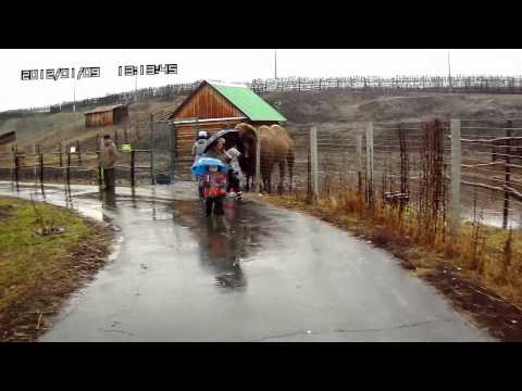 Видео: Дорога в зоопарк Старого Оскола.