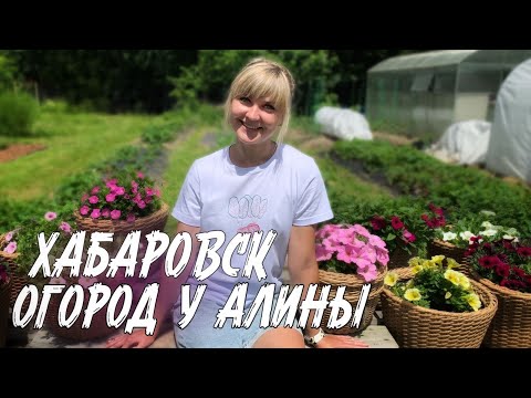 Видео: Выращиваю арбузы в сложных условиях Хабаровска. Обзор теплиц. Томаты и совместные посадки в огороде.