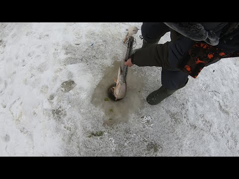 Видео: РЫБАЛКА ХАПУГАМИ ЗАГОНОМ .ХАПУГИ ОПЯТЬ НЕ ПОДВЕЛИ... ЛОВИМ ЩУКУ ХАПУГОЙ...