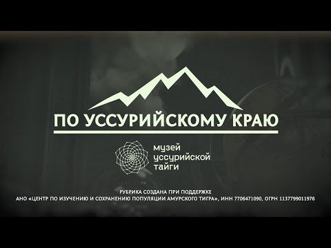 Видео: 🍁 «По Уссурийскому краю». Реликтовые деревья приморской тайги.