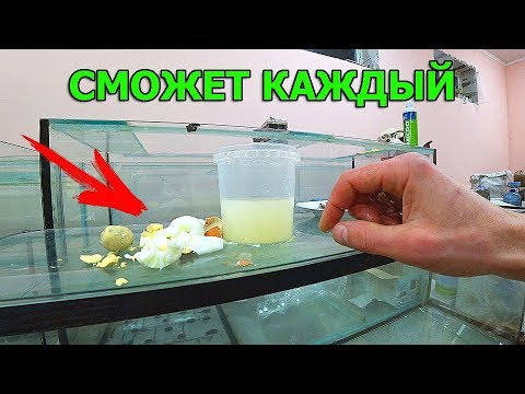 Видео: Как выкормить рыбку