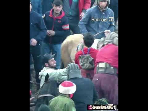 Видео: Бузкаши дар ноҳияи Муминобод Чашмаи чушон