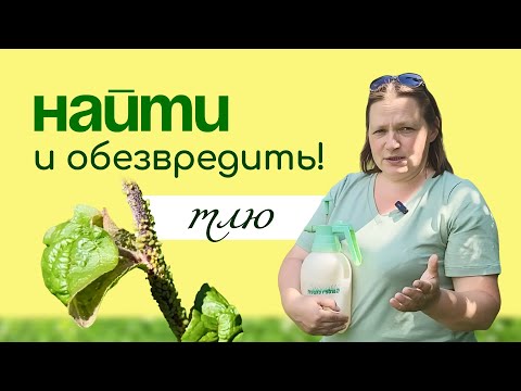 Видео: ТЛЯ - биология вредителя, и как ЭФФЕКТИВНО с ней БОРОТЬСЯ