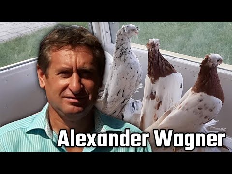 Видео: История Alexander Wagner Германия. Двухчубые голуби. Tauben. Pigeons. Palomas. Pombos. 비둘기. کبوترها.