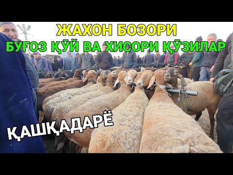 Видео: ЖАХОН БОЗОРИ! (ГИССАР) ХИСОРИ ҚӮЙ ВА ҚӮЗИ ҚӮЧҚОР НАРХЛАРИ. 22-ОКТАБР ҚАШҚАДАРЁ ЧИРОҚЧИ МОЛ БОЗОРИ.