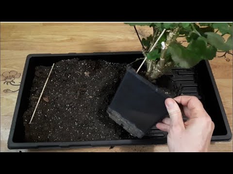 Видео: Пеларгония зональная. Пересадка. Как держу пеларгонии долго в небольших горшках