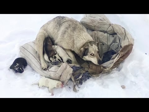 Видео: Собака родила десять щенят на снегу Они в опасности Пытаемся помочь saving puppies