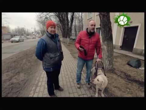 Видео: Планета собак. Поводыри. Учебно-кинологический центр "Собаки-помощники инвалидов"