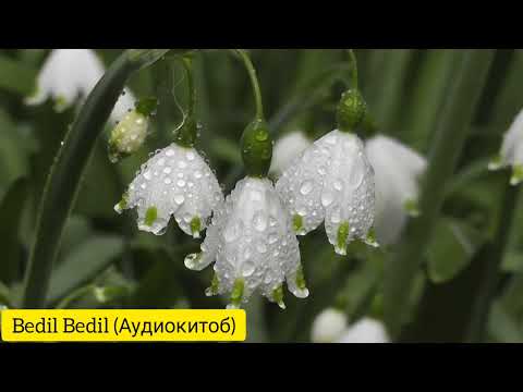Видео: ЯТИМ (Повест)-Қисми 11 Анҷоми повести Ятим.