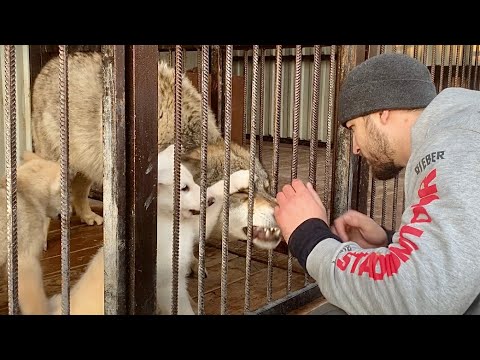 Видео: Волк защищает щенят. Сердечко на носу. Волэнды и Волки едят дыню. Волк братиш замучал малышей.