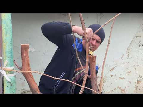Видео: Прищепа винограду в штамб (Експеремент)