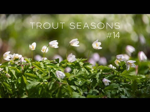 Видео: Trout seasons #14 - Весна!