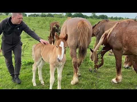 Видео: 🔥Великий вибір Новоолександрівських Ваговозів на Продажу🔥🐴💪💵