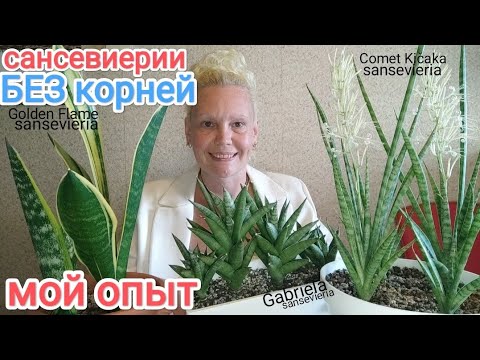 Видео: Сансевиерия БЕЗ КОРНЕЙ- сажать или не сажать. Мой опыт.