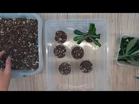 Видео: Укоренение черенков адениума