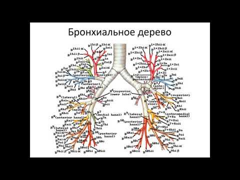 Видео: Дыхательная недостаточность и острый респираторный дистресс синдром (1 часть)