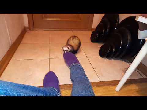 Видео: Опасный хорек😀Кусака🙃