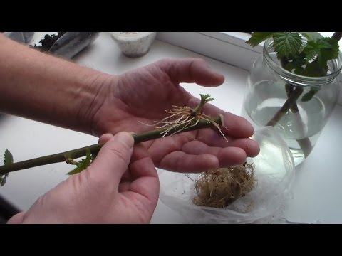 Видео: Часть 2 Ежевика Окоренение черенков