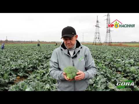 Видео: Капуста брокколи Самоа F1 в позднем обороте