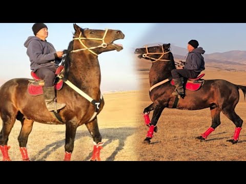 Видео: Мошный Ат чыкты улагы Таамай🔥