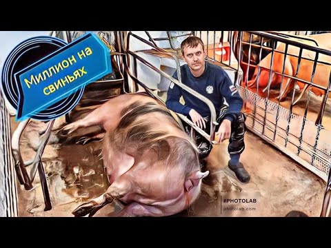 Видео: Сдохла супоросная свиноматка у которой ждём опорос!Молодой элитный хрячок покрыл взрослую свиноматку