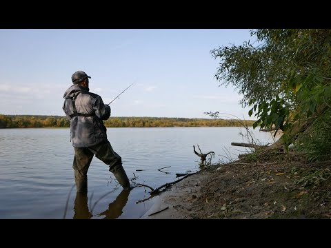 Видео: Спиннинг на Оке с берега. Поклёвки в ПРЯМОМ ЭФИРЕ. Ловля щуки на ДЖИГ ОСЕНЬЮ.