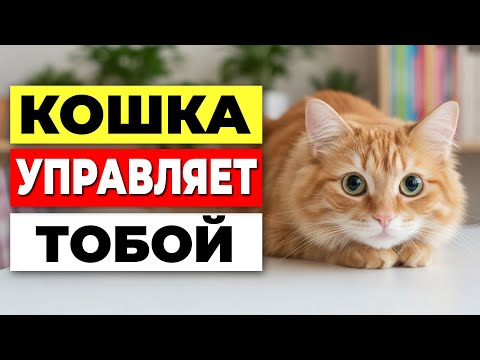 Видео: 5 способов, как кошка МАНИПУЛИРУЕТ тобой - и ты сам не замечаешь