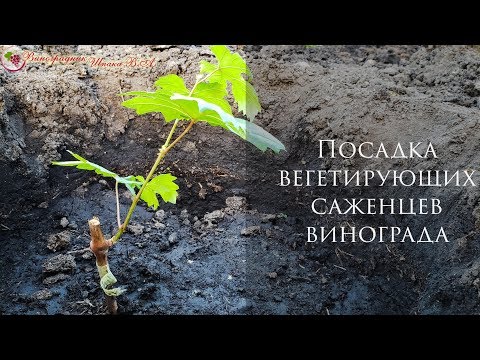 Видео: Посадка вегетирующих саженцев винограда. Простейший и быстрый способ для вашего виноградника