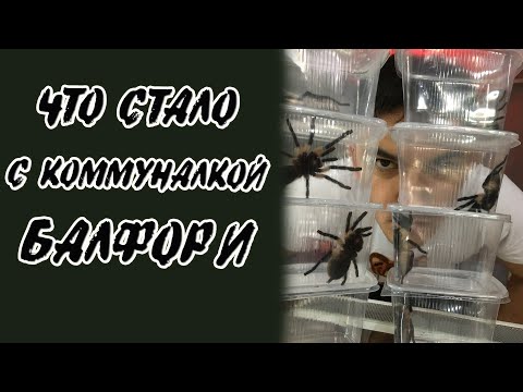 Видео: ЧТО СТАЛО С ПАУКАМИ? Пересадка маноцентропус балфари.
