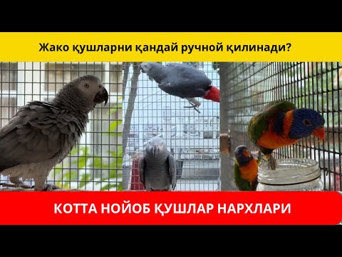 Видео: ҚУШ БОҚИШ ТЎТИ ҚУШНИ ҚАНДАЙ ҚЎЛГА ЎРГАТСА БЎЛАДИ?