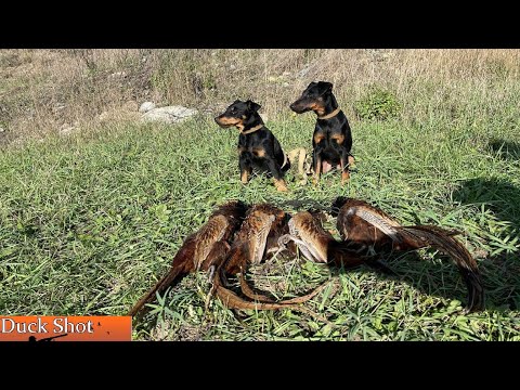 Видео: Охота на фазана с ягдтерьерами! Pheasant hunting with Jagdterrier.