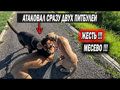 Видео: НАПАДЕНИЕ Метиса НА ПитбулЕЙ на прогулке сразу на ДВОИХ !!! Такого я не ожидал !!! Собаки атакуют.
