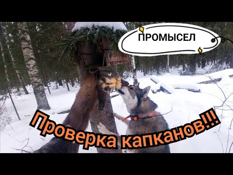 Видео: ДОБЫЛ КУНИЦУ В КРАЙНИЙ КАПКАН/РАБОТА "ДАРА" ПО ЛОСЮ!!!