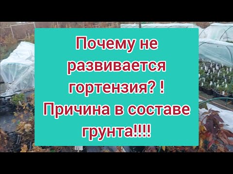 Видео: Не растет гортензия⁉️ Зри в корень и в состав грунта‼️ Наглядный пример  в этом видео.