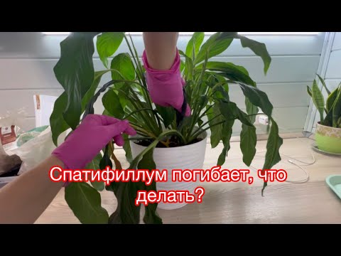 Видео: СПАТИФИЛЛУМ ЗАВЯЛ. ГНИЮТ КОРНИ? СПАСЕНИЕ СПАТИФИЛЛУМА.