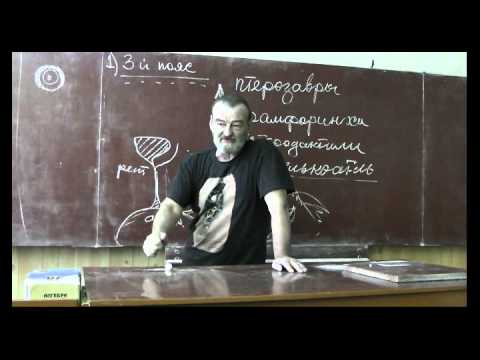 Видео: Драконоведение. Часть 3