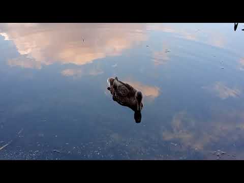 Видео: Домашняя рыбалка на Березине/хорошие лещи на фидер,рыбалка удалась😀👍
